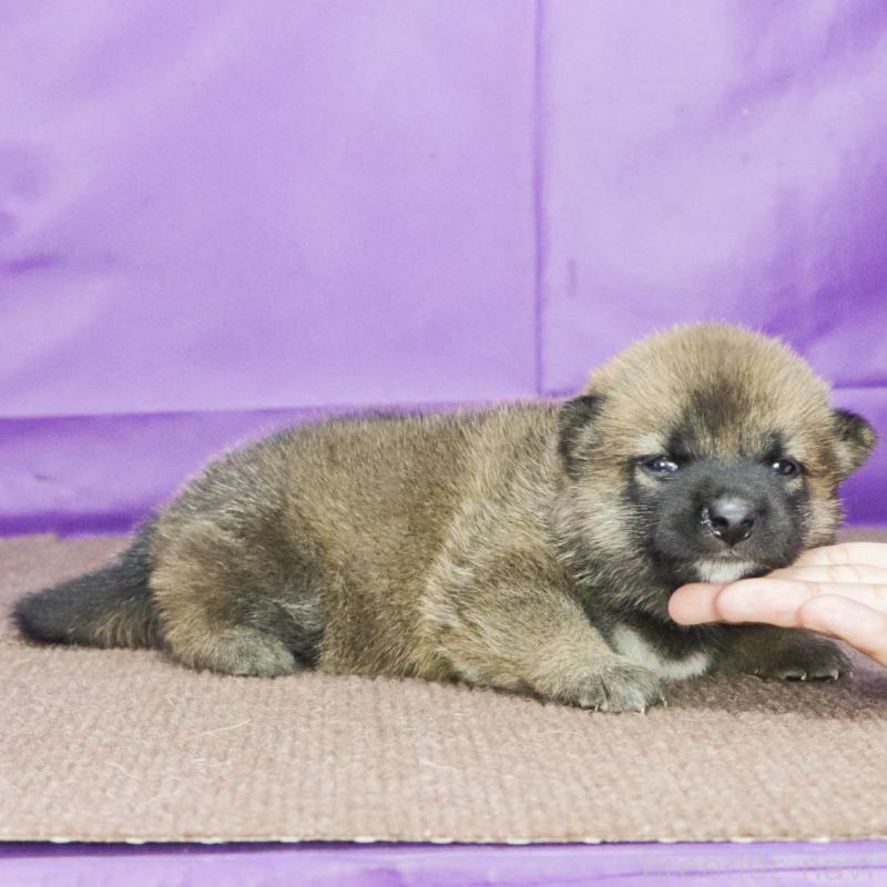 販売中の愛知県の柴犬-408844の3枚目